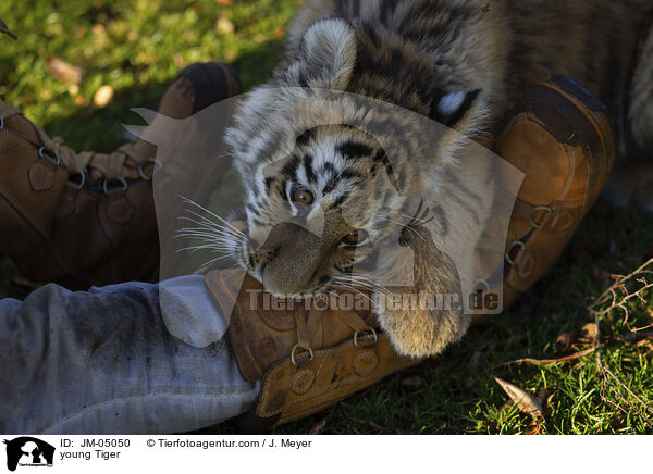 junger Tiger / young Tiger / JM-05050