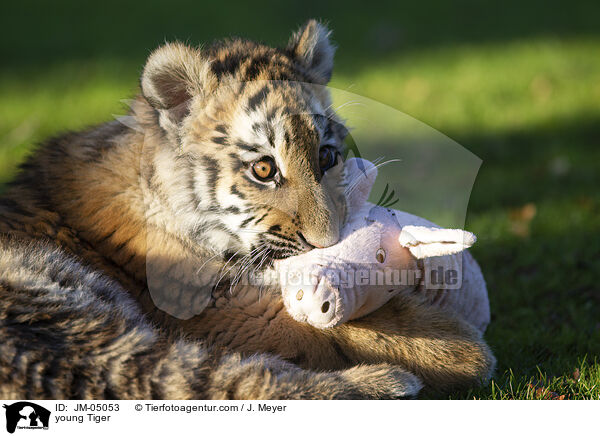 junger Tiger / young Tiger / JM-05053