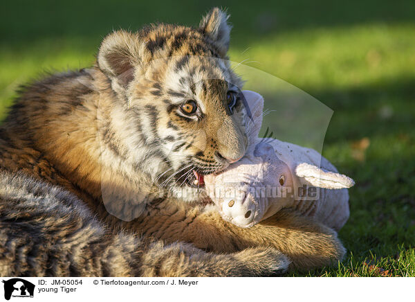 junger Tiger / young Tiger / JM-05054