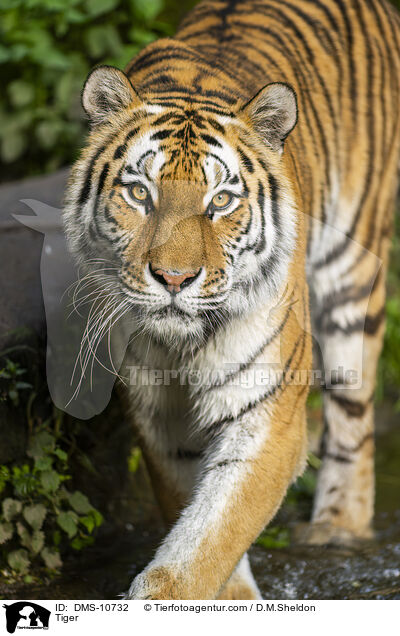 Tiger / Tiger / DMS-10732