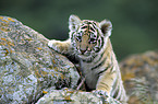 tiger pup