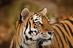 Tiger Portrait