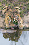 young Tiger