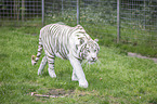 walking White Tiger