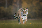 walking Tiger