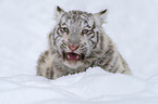white Tiger
