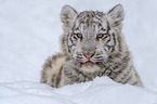 white Tiger