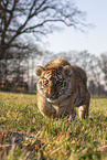 young Tiger