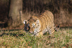 young Tiger