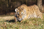 young Tiger
