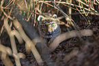 young Tiger
