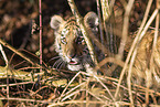 Tiger cub portrait