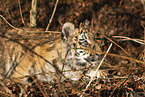 young Tiger