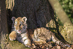 young Tiger
