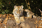 young Tiger