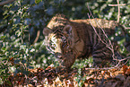 young Tiger