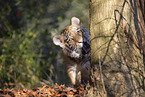 young Tiger
