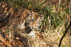 young Tiger