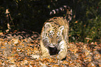 young Tiger