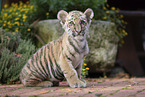 young Tiger