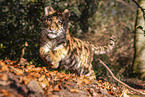 running Tiger cub