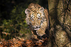 young Tiger