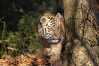 young Tiger