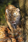 young Tiger