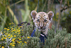 Tiger cub portrait