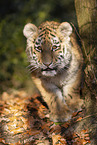 young Tiger