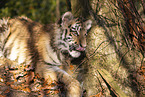 young Tiger