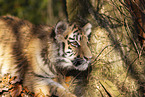 young Tiger