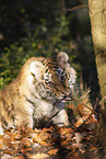 young Tiger