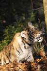 young Tiger