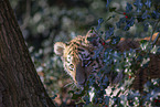 Tiger cub portrait