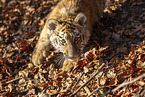 young Tiger