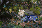 young Tiger