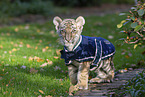 young Tiger