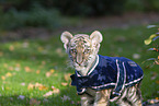 young Tiger