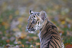 Tiger cub portrait