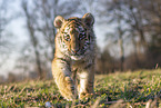 running tiger cub