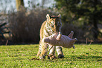 young Tiger
