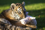 young Tiger