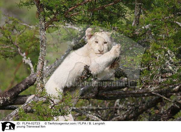junger Transvaal-Lwe / young Transvaal lion / FLPA-02723