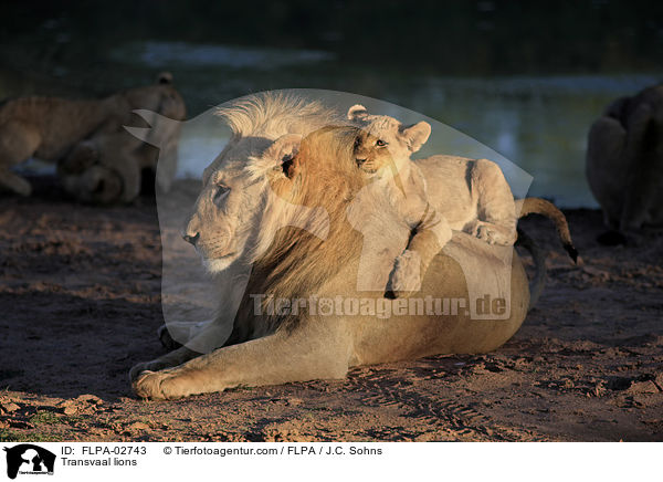 Transvaal-Lwen / Transvaal lions / FLPA-02743