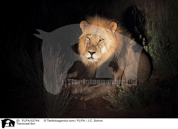 Transvaal-Lwe / Transvaal lion / FLPA-02744