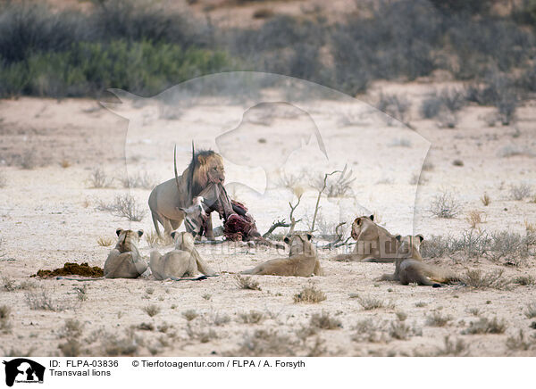 Transvaal-Lwen / Transvaal lions / FLPA-03836