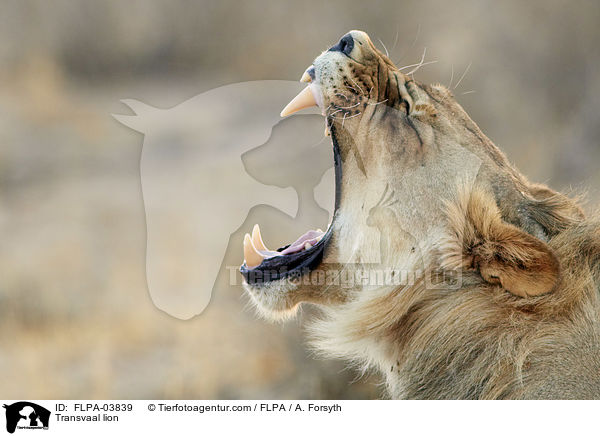 Transvaal-Lwe / Transvaal lion / FLPA-03839