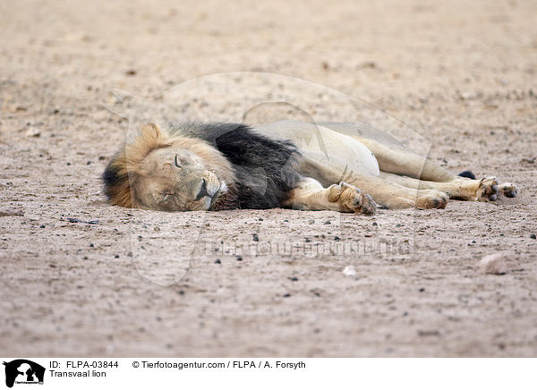 Transvaal-Lwe / Transvaal lion / FLPA-03844