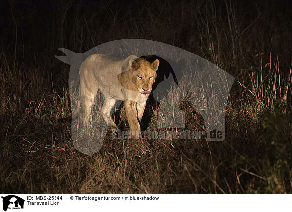 Transvaal Lion / MBS-25344